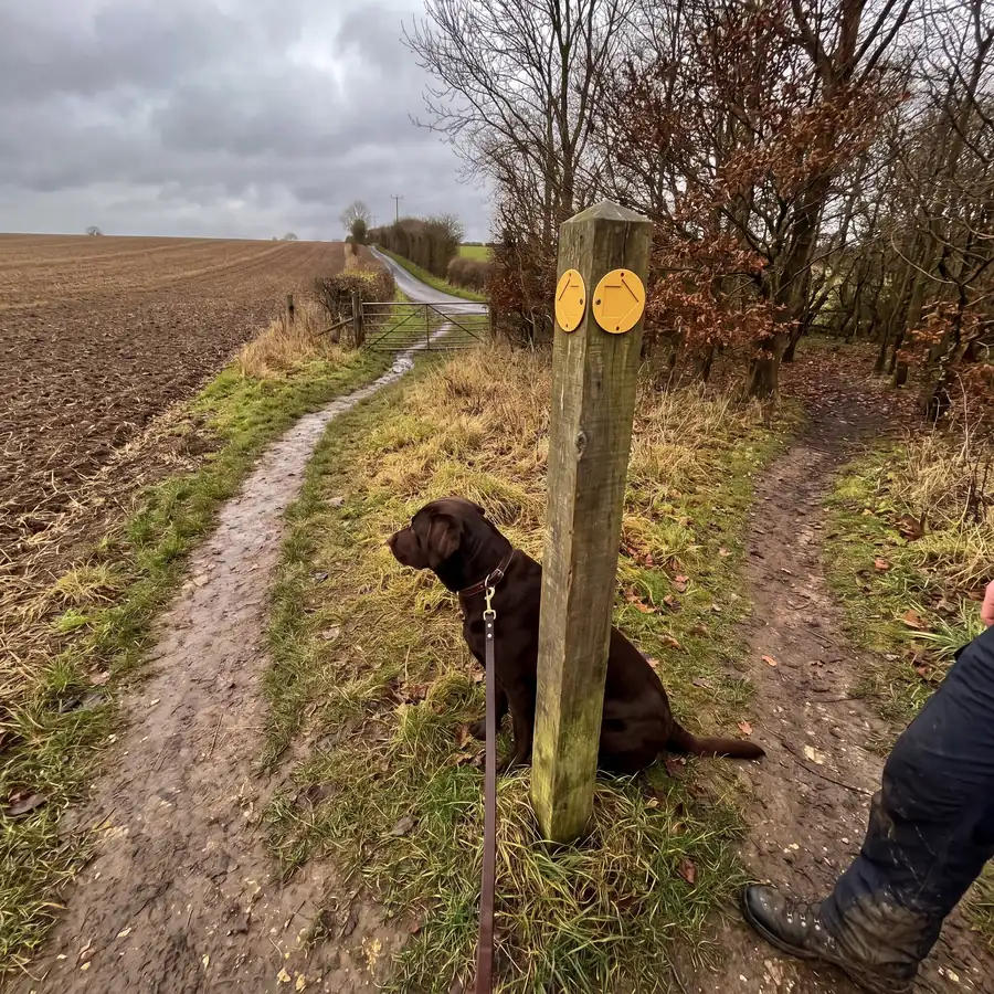 A labrador on a lead at a wooden waymark post where a footpath forks, one way along a field edge and one into a wood